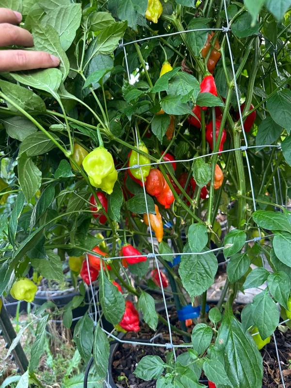 Aji Strawberry Pepper Seeds - Baccatum Variety, Garden Seeds, Organic Seeds