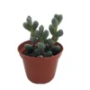 Alien Ice Plant Delosperma lehmannii Succulent 2.5" Pot - Cool Texture