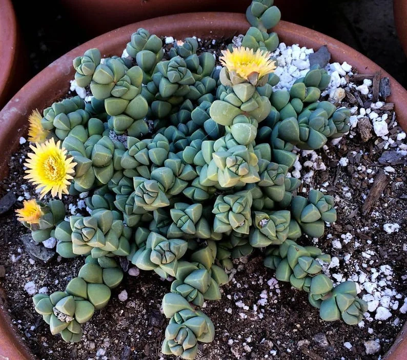 Alien Ice Plant Delosperma lehmannii Succulent 2.5" Pot - Cool Texture