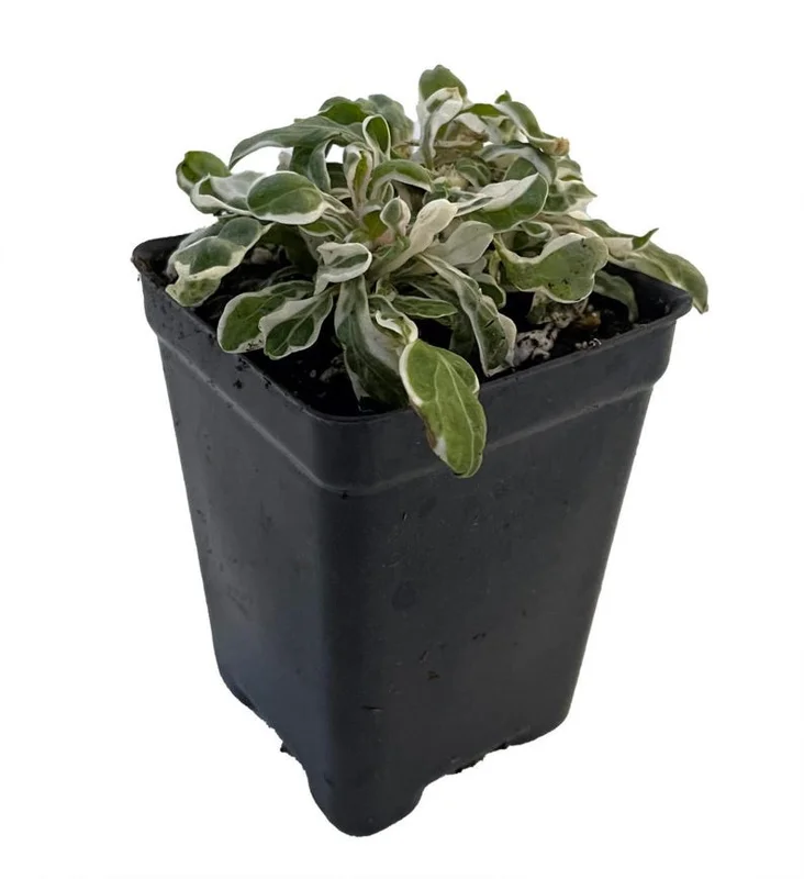 Alternanthera ficoidea Calico Snow Queen Plant 2.5" Pot