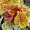 Amber Begonia Red Orange Plant - Autumn Embers Live Starter Plant 4-6 inch