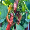 Ancient Sweet Chocolate Pepper Seeds - Heirloom Variety - Garden Seeds