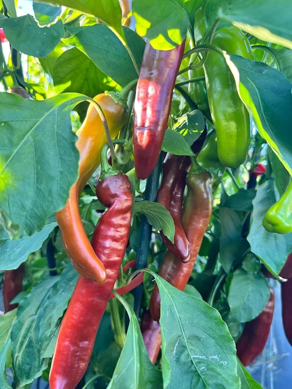 Ancient Sweet Chocolate Pepper Seeds - Heirloom Variety - Garden Seeds
