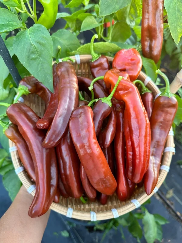 Ancient Sweet Chocolate Pepper Seeds - Heirloom Variety - Garden Seeds