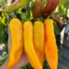 Ancient Sweet Gold Pepper Seeds Sweet Twister Variety