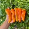 Ancient Sweet Orange Pepper Seeds Sweet Frying Variety