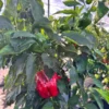 Antep Aci Dolma Pepper Seeds - Sweet & Spicy Variety
