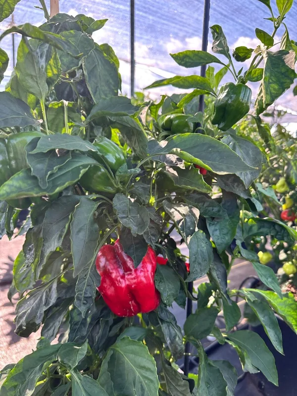 Antep Aci Dolma Pepper Seeds - Sweet & Spicy Variety