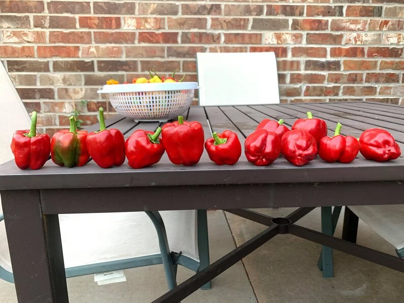 Antep Aci Dolma Pepper Seeds - Sweet & Spicy Variety