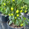 Apple Crisp Pepper Seeds - Sweet & Crunchy - Garden Vegetable Seeds