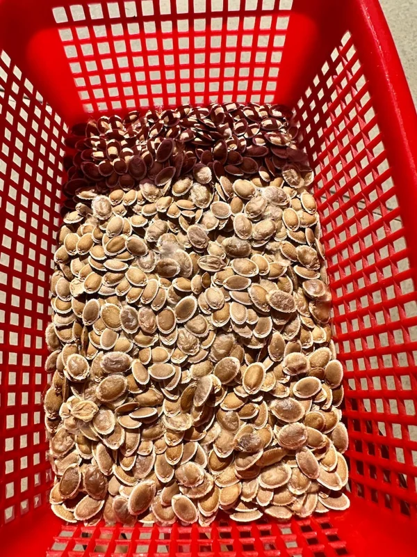 Apple Loofah Seeds - Heirloom Vegetable Seeds for Your Garden