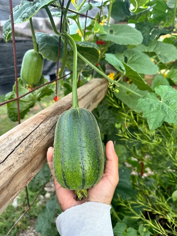 Apple Loofah Seeds - Heirloom Vegetable Seeds for Your Garden