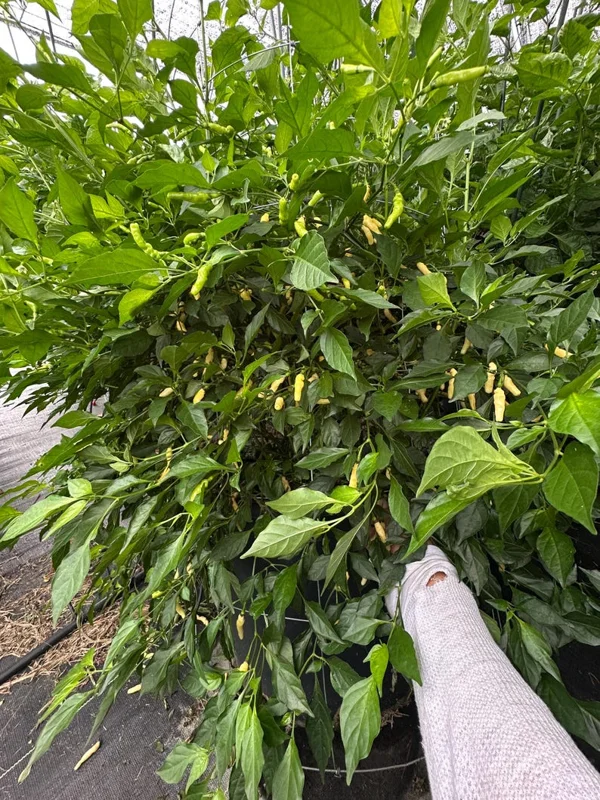 Aribibi Gusano Pepper Seeds - Rare Caterpillar Chilli Variety