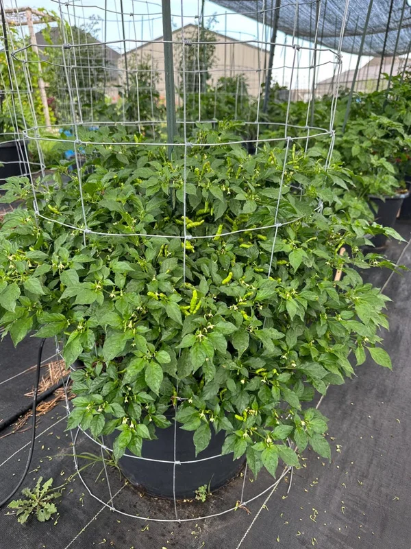 Aribibi Gusano Pepper Seeds - Rare Caterpillar Chilli Variety