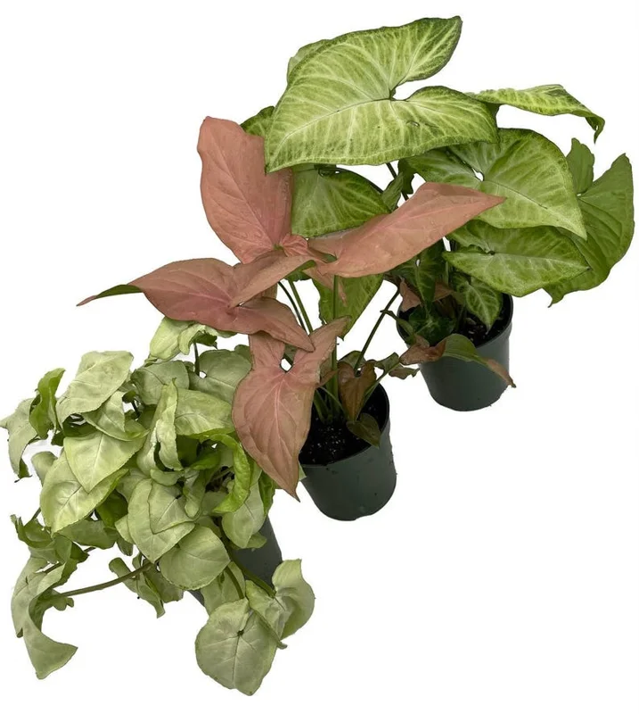 Arrowhead Plant Assortment 3-Pack Indoor Plants 4-inch Pots