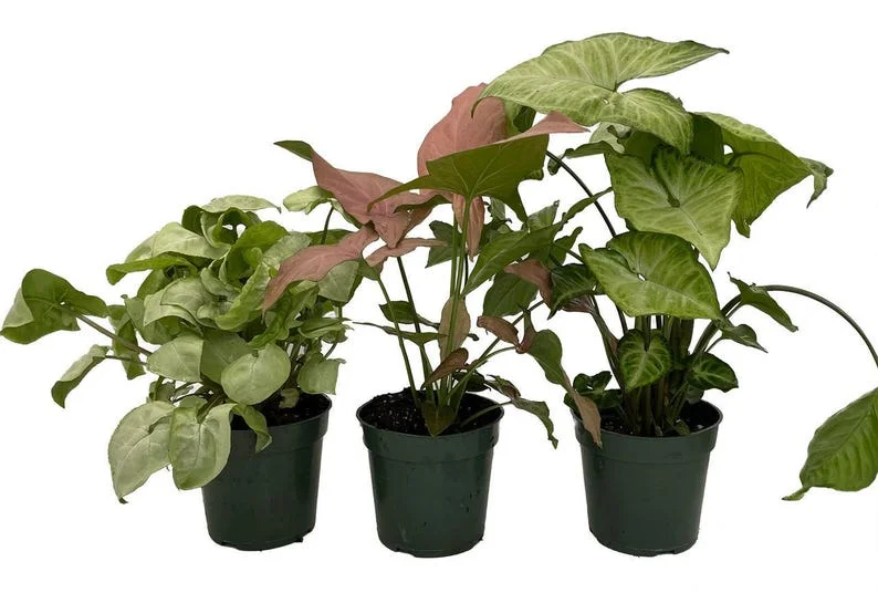 Arrowhead Plant Assortment 3-Pack Indoor Plants 4-inch Pots