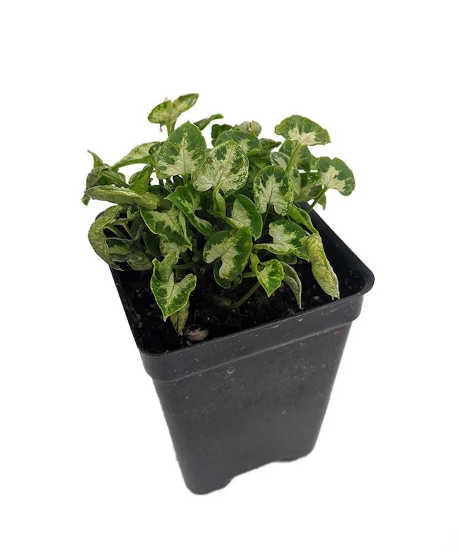 Arrowhead Plant, Tiny White, 2.5 Inch Pot, Fairy Garden Plant