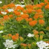 Asclepias tuberosa Milkweed - Orange Milkweed Plant - 4 to 6 inch Tall