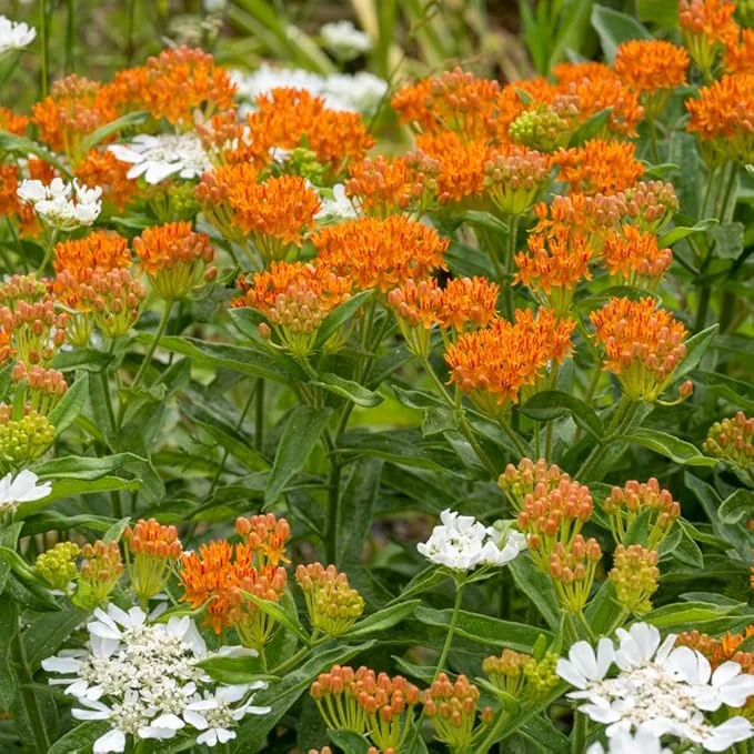 Asclepias tuberosa Milkweed - Orange Milkweed Plant - 4 to 6 inch Tall
