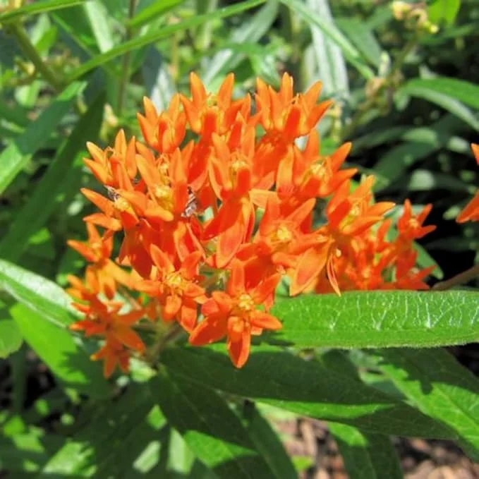Asclepias tuberosa Milkweed - Orange Milkweed Plant - 4 to 6 inch Tall