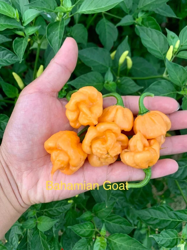 Bahamian Goat Pepper Seeds - Heirloom Variety