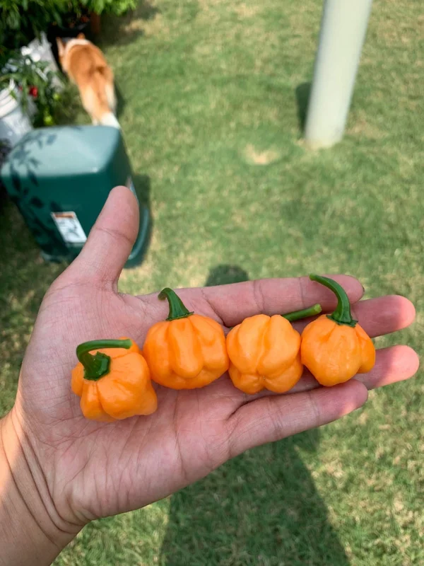 Bahamian Goat Pepper Seeds - Heirloom Variety