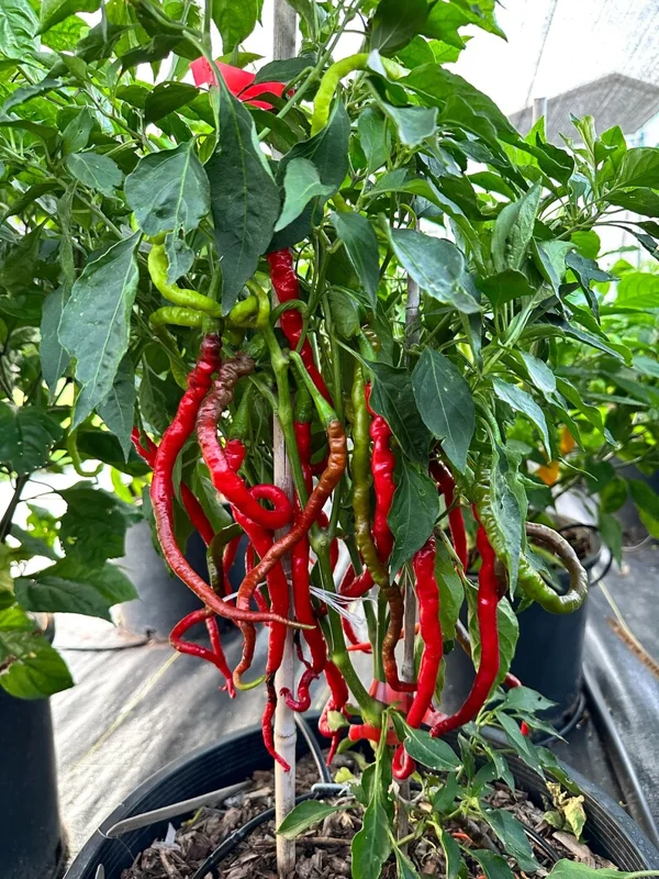 Bangalore Whippet Tail Pepper Seeds - Unique Hot Pepper Variety