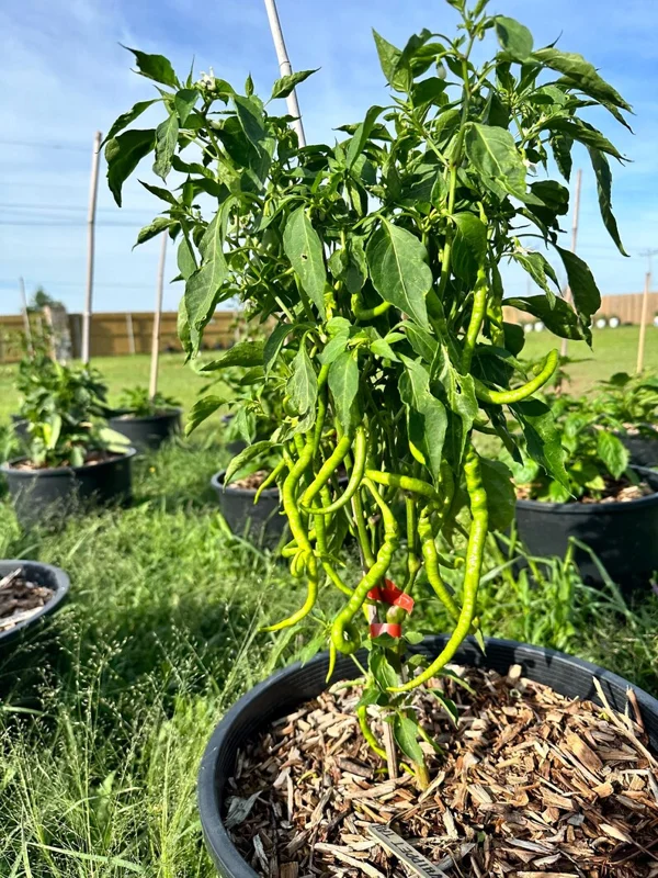 Bangalore Whippet Tail Pepper Seeds - Unique Hot Pepper Variety