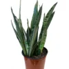 Bantels Sensation Snake Plant 6" Pot Collector's Series