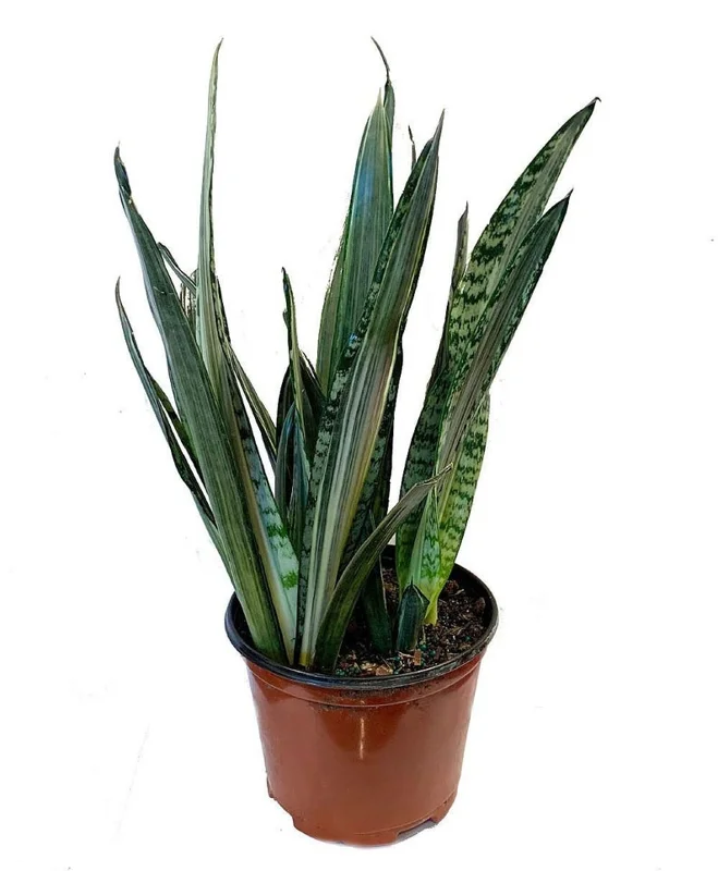 Bantels Sensation Snake Plant 6" Pot Collector's Series