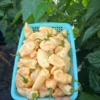 Batman Tangerine Cream Pepper Seeds - Hot Pepper Variety