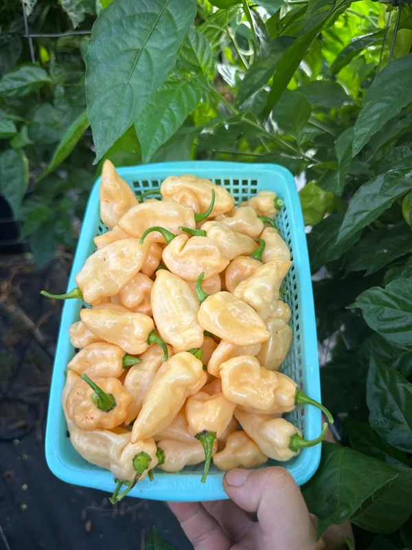 Batman Tangerine Cream Pepper Seeds - Hot Pepper Variety