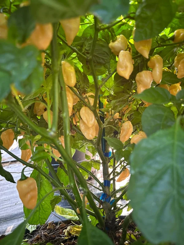 Batman Tangerine Cream Pepper Seeds - Hot Pepper Variety