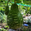 Bầu Sao Speckled Gourd Seeds – Heirloom Variety
