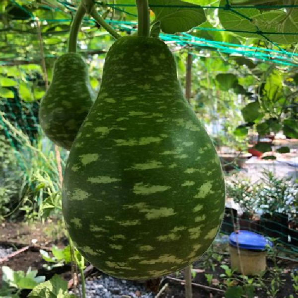 Bầu Sao Speckled Gourd Seeds – Heirloom Variety