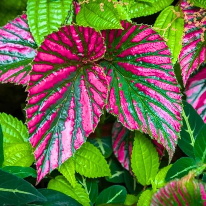 Begonia Brevirmosa Exotica Red Plant 3in Pot Exotic Foliage