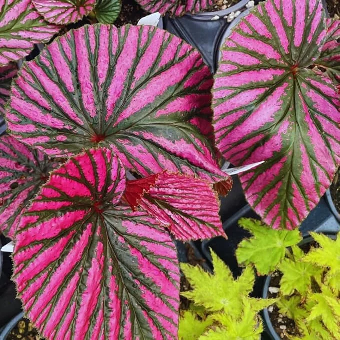 Begonia Brevirmosa Exotica Red Plant 3in Pot Exotic Foliage