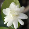Belle of India Arabian Tea Jasmine Plant - Sambac - 4 Inch Pot - Fragrant Blooms