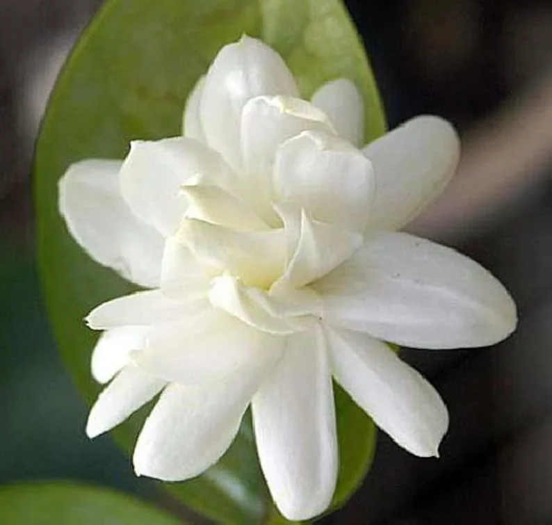 Belle of India Arabian Tea Jasmine Plant - Sambac - 4 Inch Pot - Fragrant Blooms