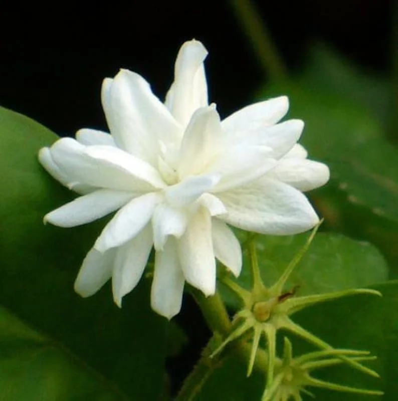 Belle of India Arabian Tea Jasmine Plant - Sambac - 4 Inch Pot - Fragrant Blooms