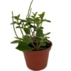 Belly Button Peperomia Plant - 2.5 Inch Potted Peperomia verticillata