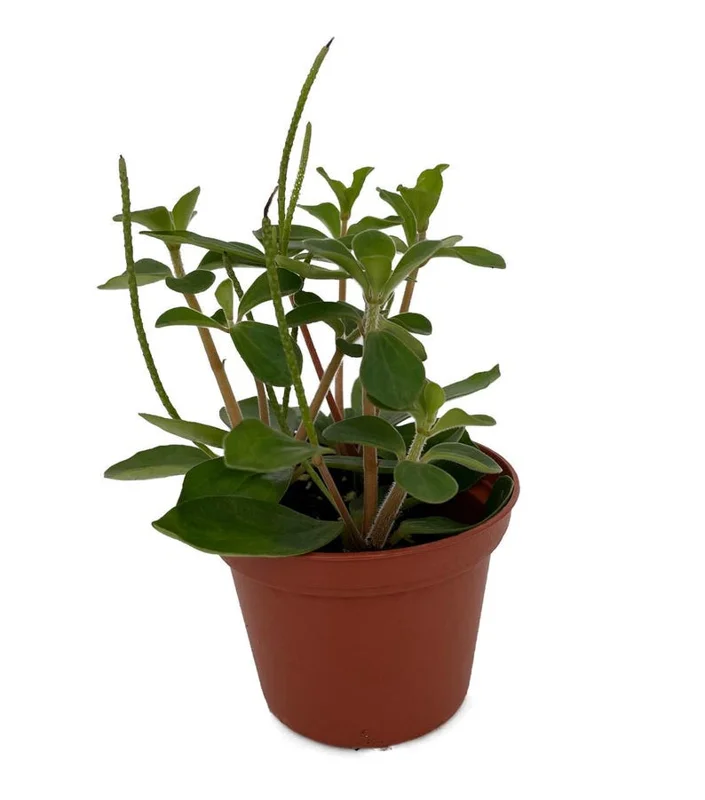 Belly Button Peperomia Plant - 2.5 Inch Potted Peperomia verticillata
