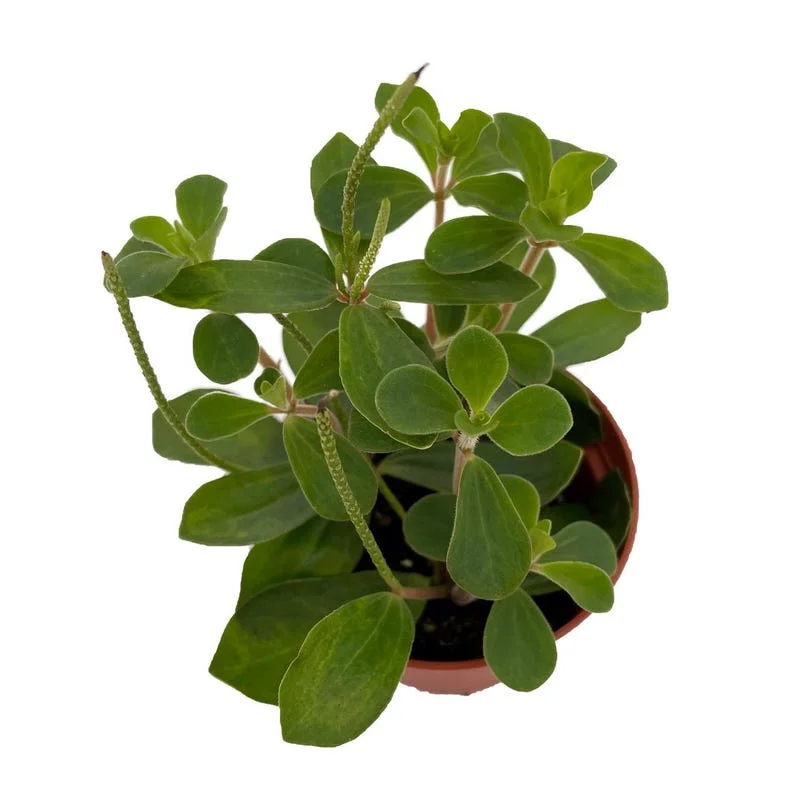 Belly Button Peperomia Plant - 2.5 Inch Potted Peperomia verticillata