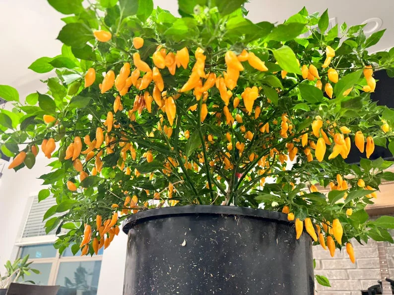 Beni Highland Orange Pepper Seeds - Heirloom Variety