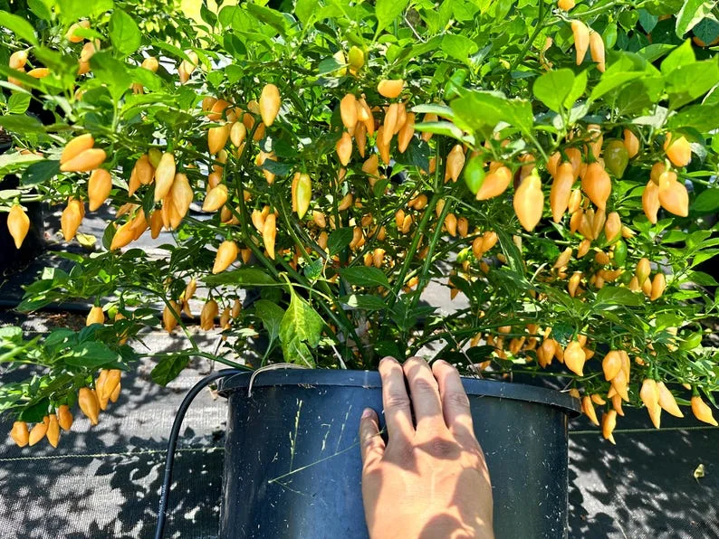 Beni Highland Orange Pepper Seeds - Heirloom Variety