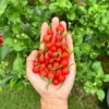 Bequinho Red Pepper Seeds - Heirloom Variety - Brazilian Origin