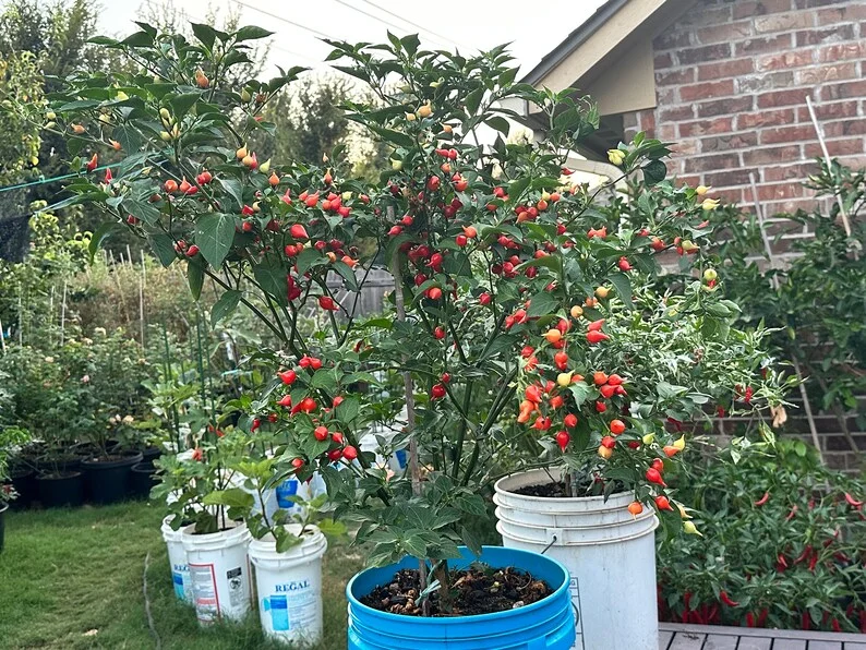 Bequinho Red Pepper Seeds - Heirloom Variety - Brazilian Origin