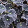 Bethlehem Star Heirloom Begonia Plant - 3.7" Pot - Fairy Garden Houseplant