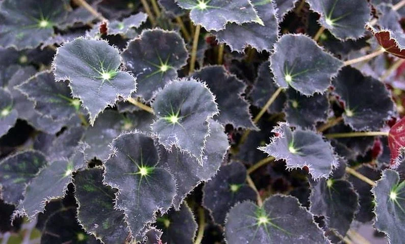 Bethlehem Star Heirloom Begonia Plant - 3.7" Pot - Fairy Garden Houseplant