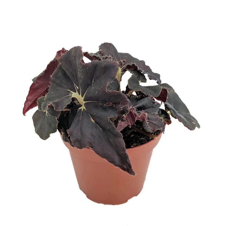 Bethlehem Star Heirloom Begonia Plant - 3.7" Pot - Fairy Garden Houseplant